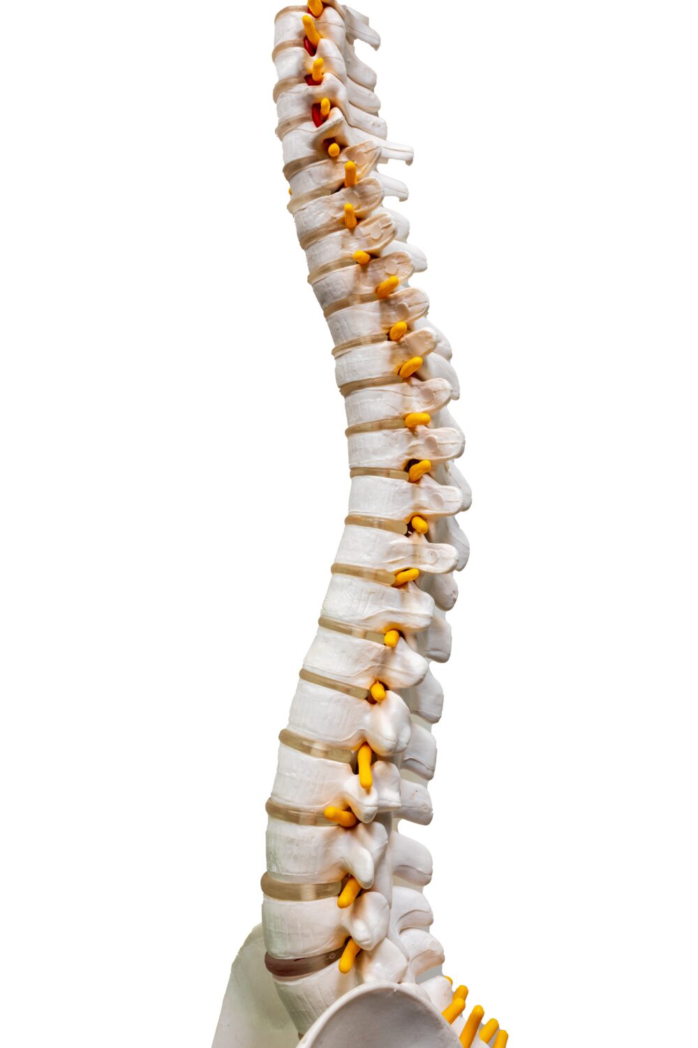 Total,Human,Spine,Skeleton,Model,With,Isolated,On,White,Background.cervical, Total,Human,Spine,Skeleton,Model,With,Isolated,On,White,Background.cervical,